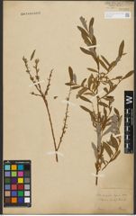 Foto von Salix purpurea L. x Salix repens L.